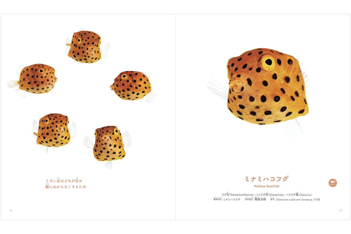 yukaina sakana tachi picture book