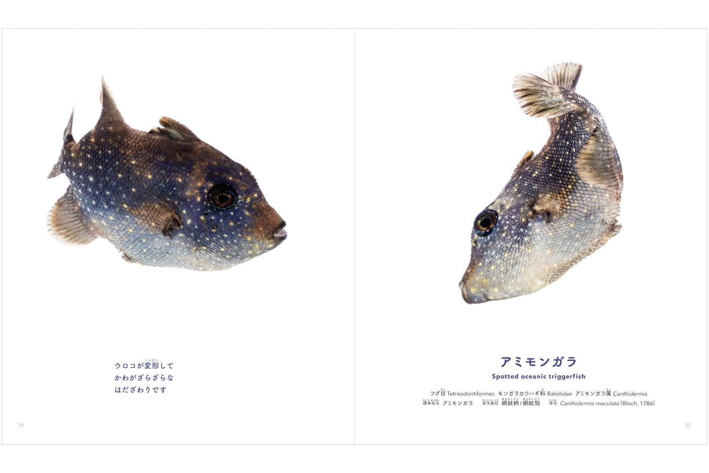 yukaina sakana tachi picture book